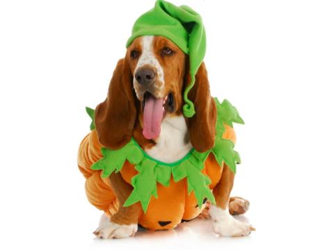 Dog in costume