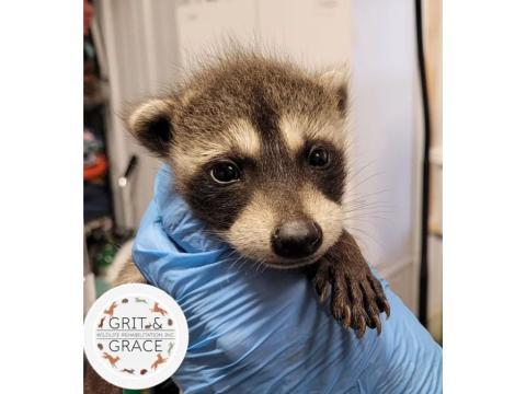 baby raccoon