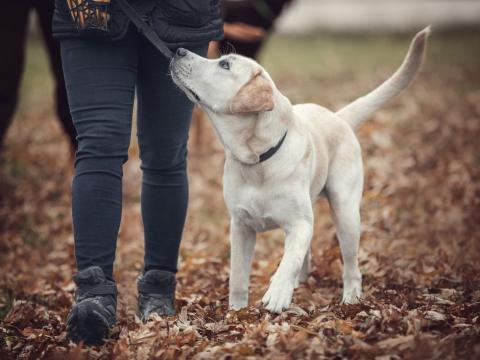 Dog walking on leash