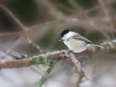 small bird holding seed in beak