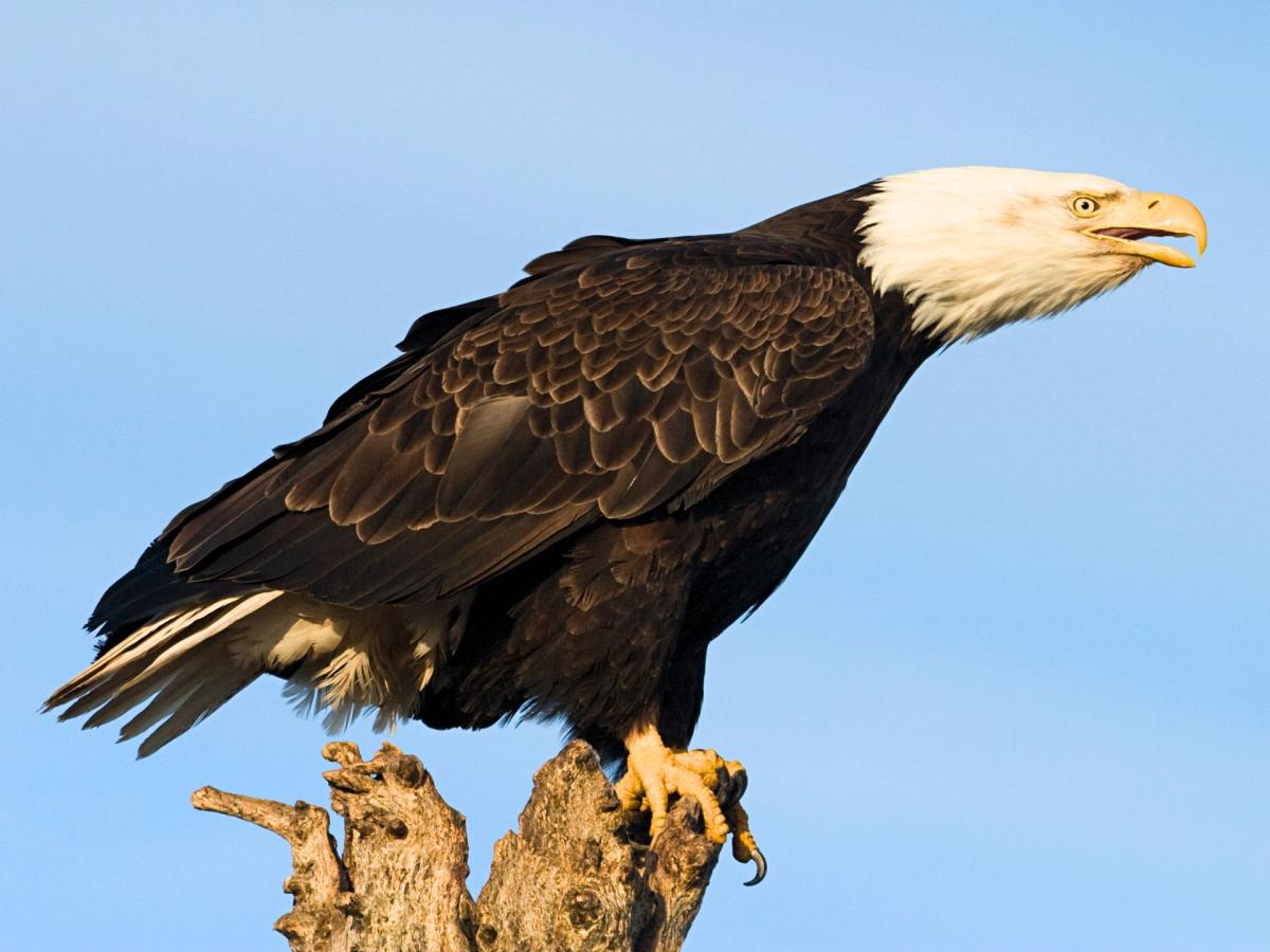 A bald eagle on a perch