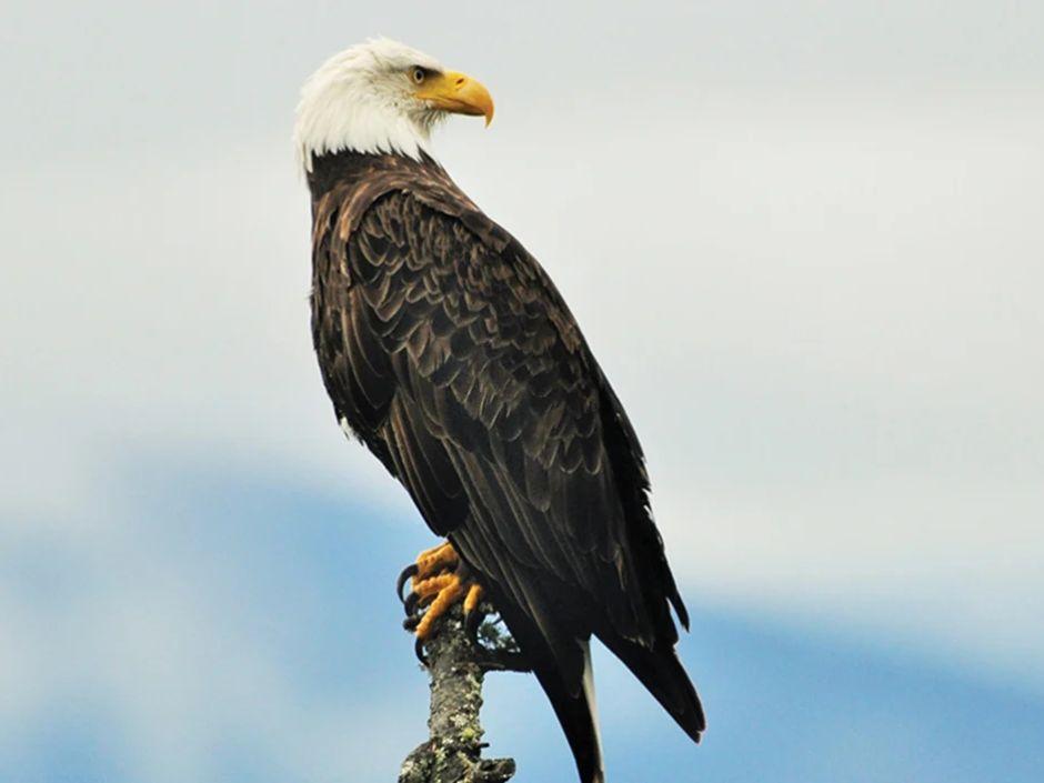 Bald Eagle