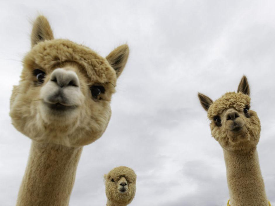 Alpacas looking into camera