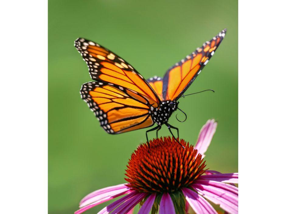 Butterfly on flower