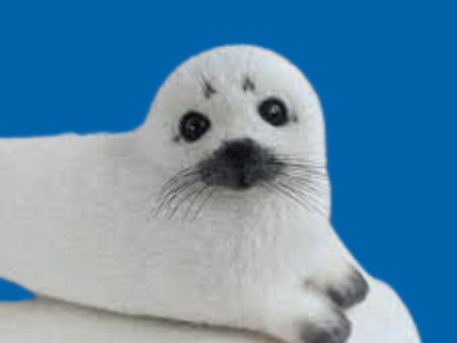 needle felted seal