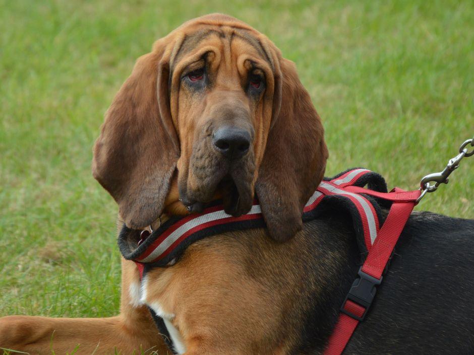 Bloodhound