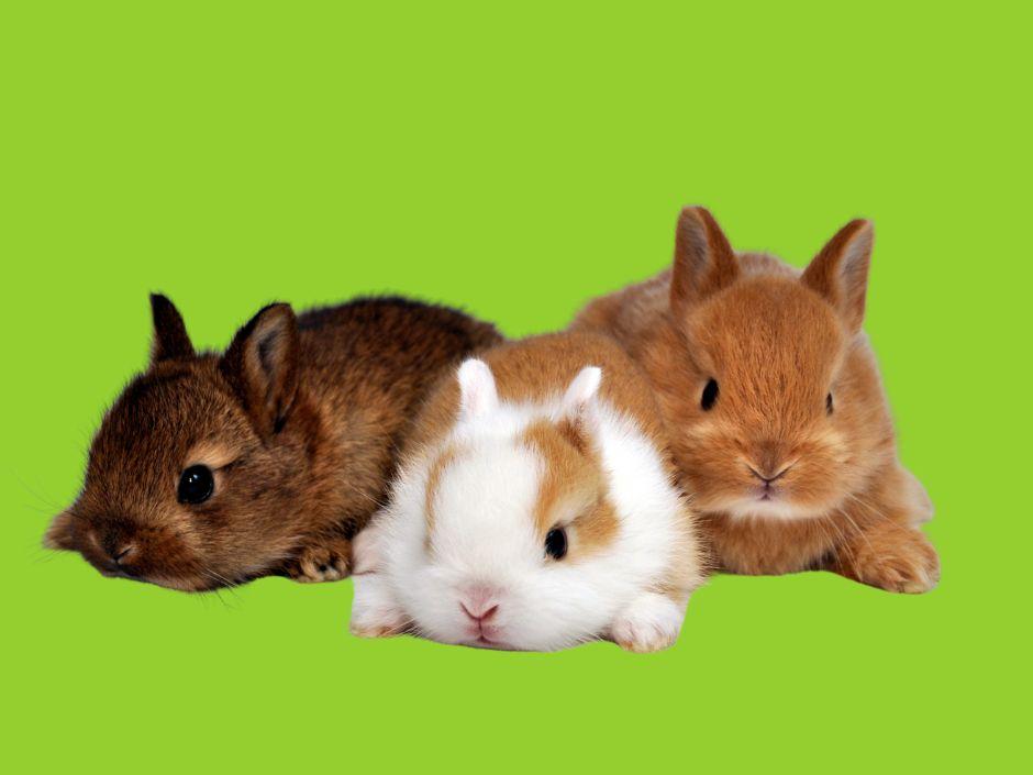 Three rabbits 
